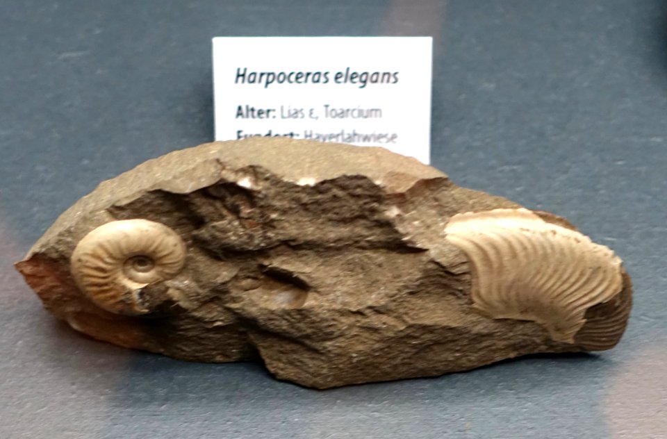 FileHarpoceras elegans - Naturhistorisches Museum, Braunschweig, Germany - DSC05132