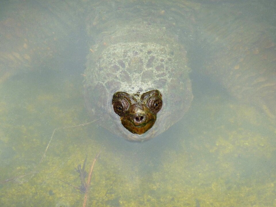 Nose face animal reptile