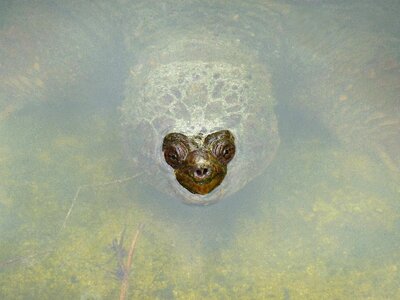 Nose face animal reptile