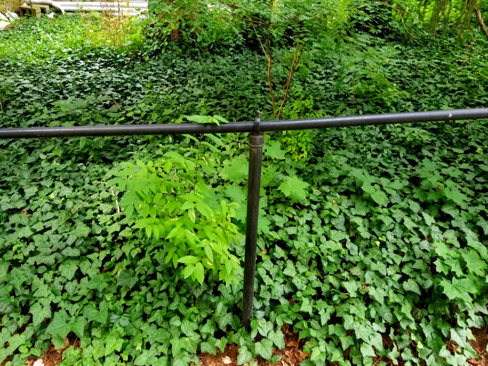 Fence - Arlington, MA - 20200715 092748