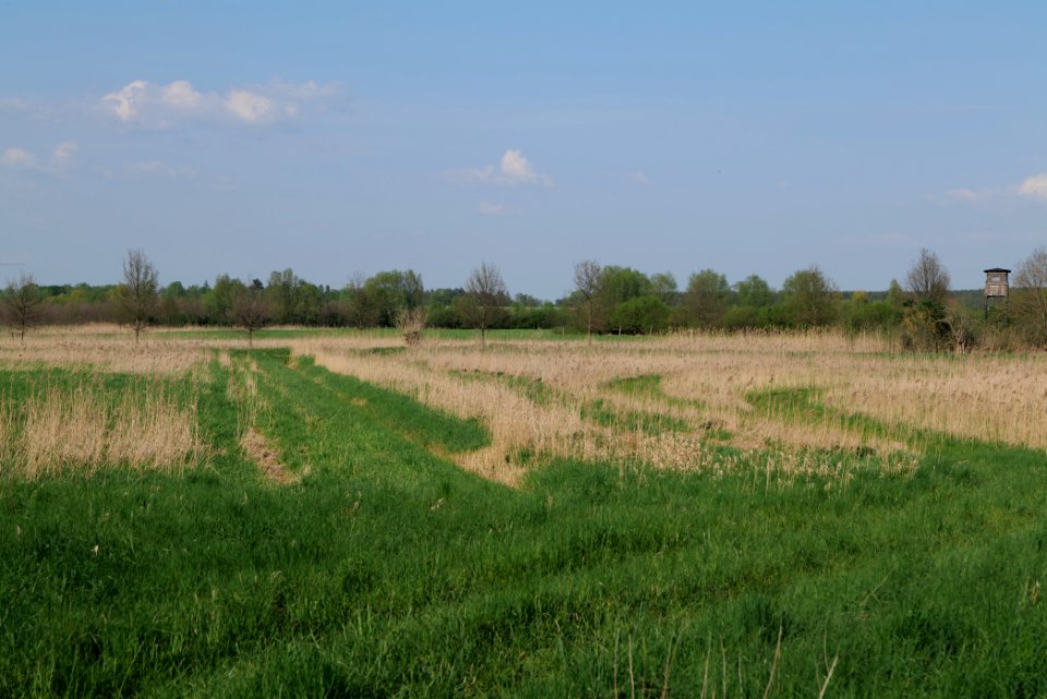 Flutgrabenaue Waltersdorf 2021-05-11 35
