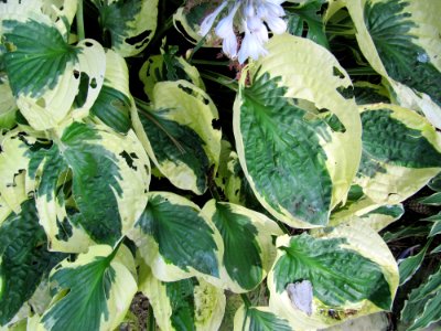 Feuilles vertes et jaunes