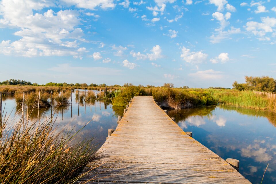 Water reed boardwalk