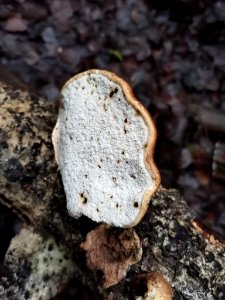 Fomitopsis betulina 107800113