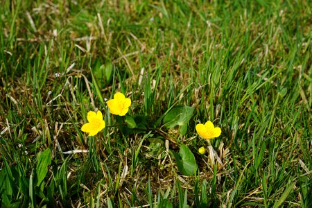 Hahnenfußgewächs ranunculaceae marsh-marigold