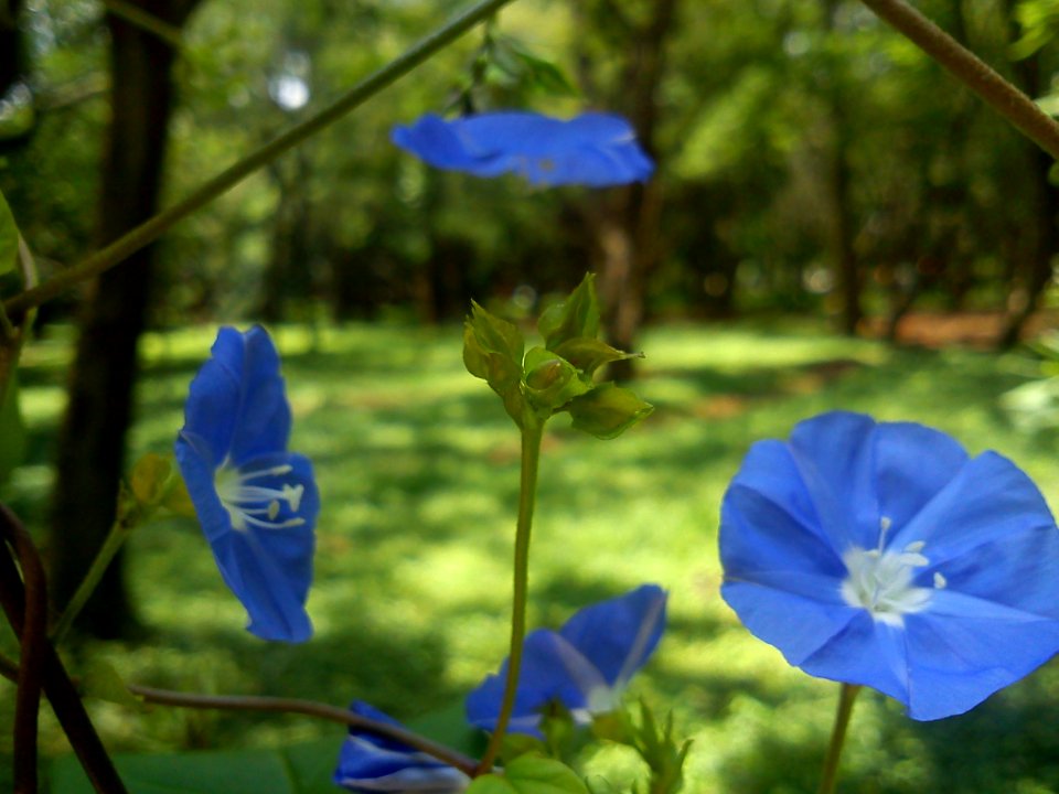 Flower @ Cubbon Park -5