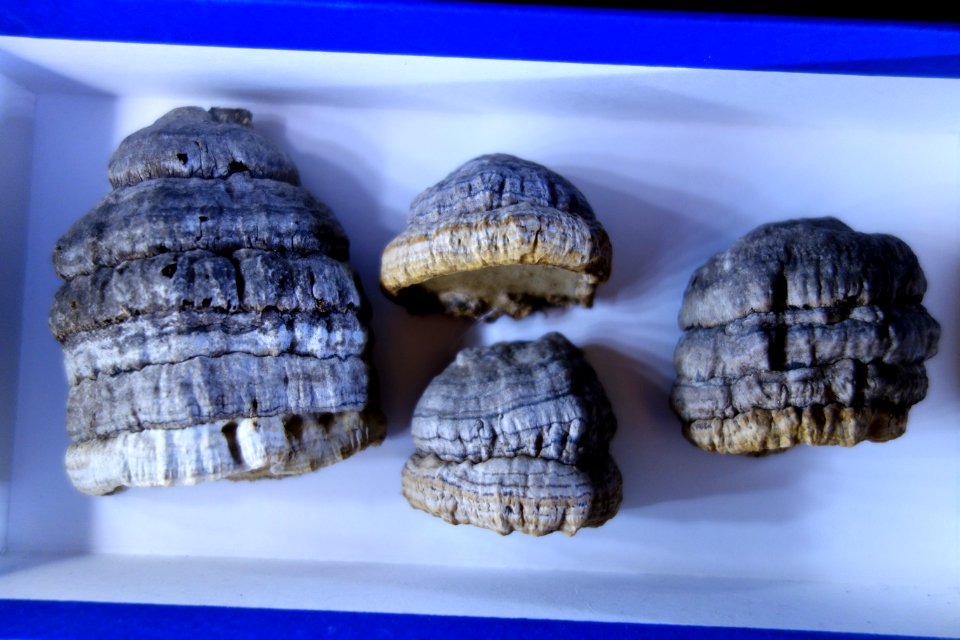 Fomes fomentarius - National Museum of Nature and Science, Tokyo - DSC06757