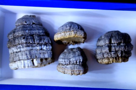 Fomes fomentarius - National Museum of Nature and Science, Tokyo - DSC06757