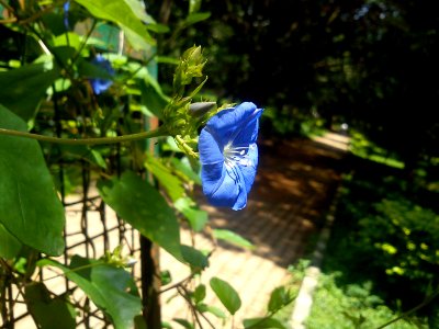 Flower @ Cubbon Park -3