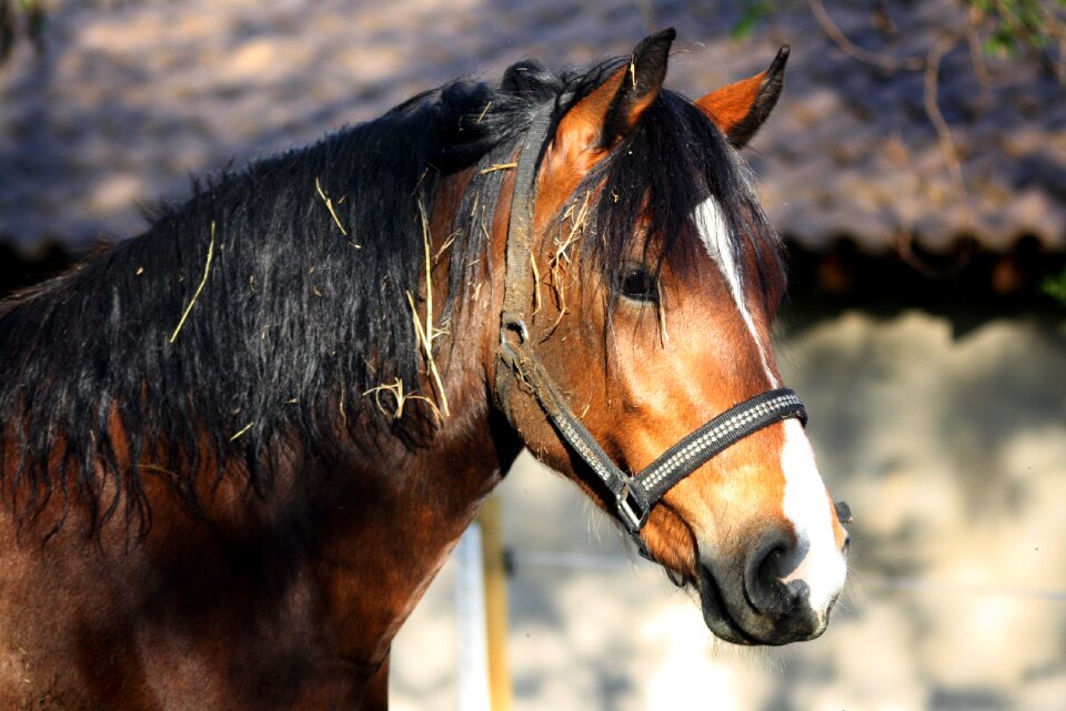Mammal portrait horse portrait