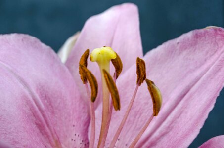 Macro beautiful summer photo