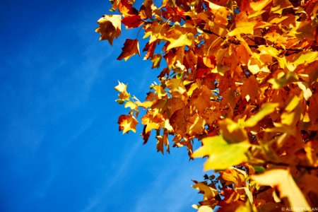 Foliage Untitled (180042269)