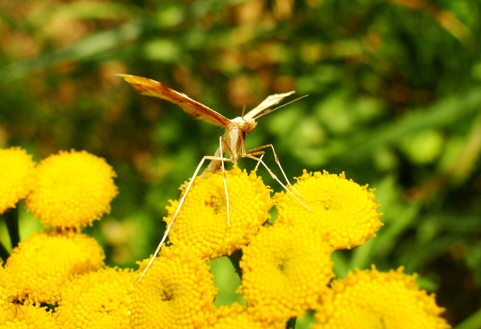 Leaf summer animals