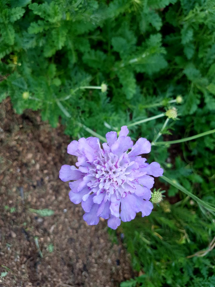 Flowers at Kirstenbosch botanical garden, Cape Town 11