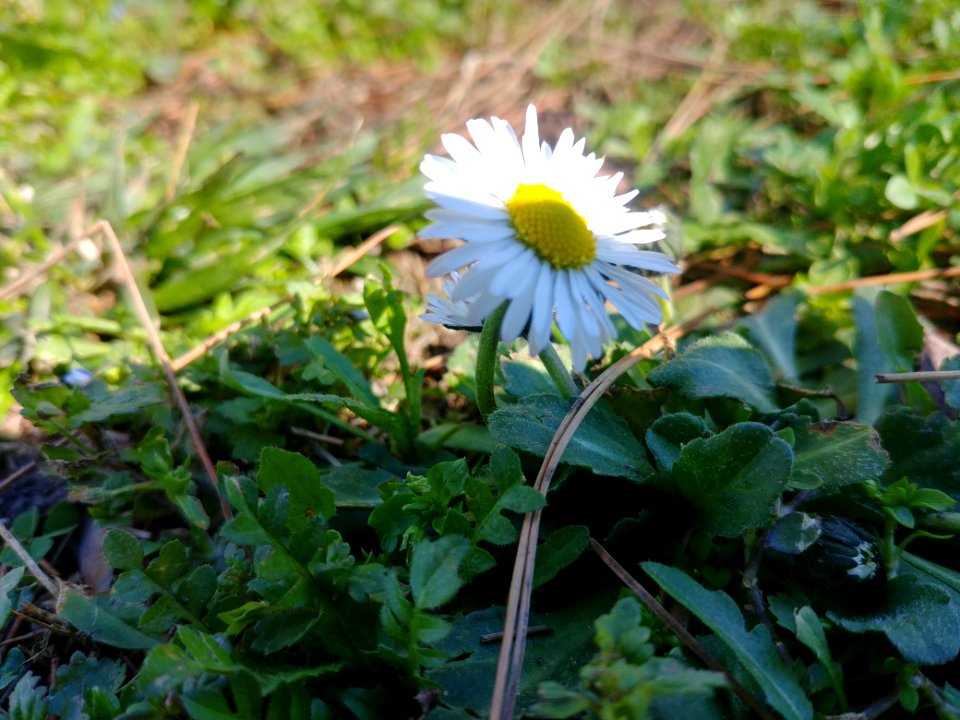 Flower, Andria, 6 March 2018