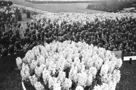 Floriadetentoonstelling in Amsterdam open voor publiek, Bestanddeelnr 925-4979