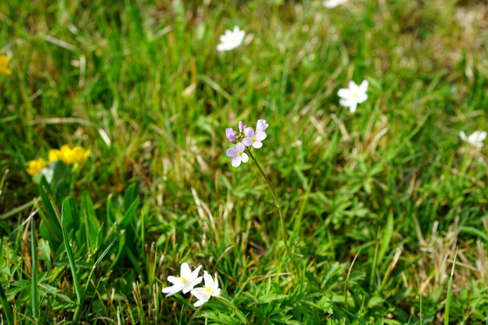 Purple card amines pratensis cardamine