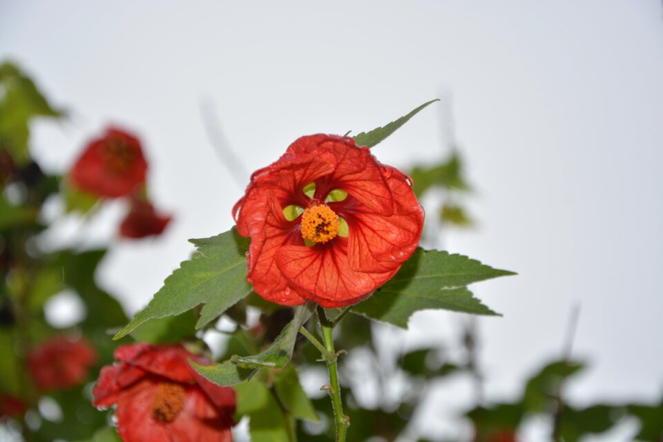 Nature decorative bouquet