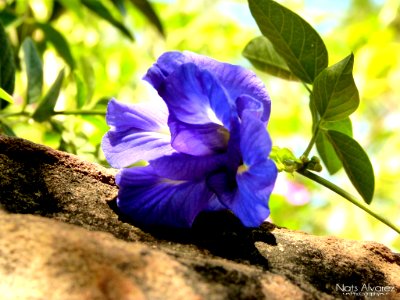 Flower Blue (167088489) photo
