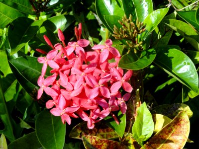 Flower, Tumon Bay, Guam - DSC00842