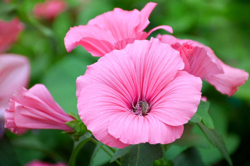 Pink krupnyj plan summer