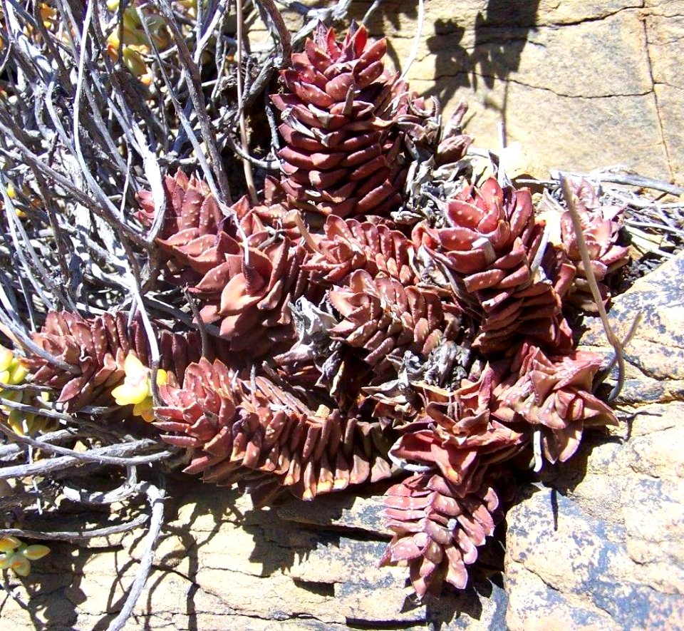 1 Astroloba bullulata - MBB Tankwa Karoo 4
