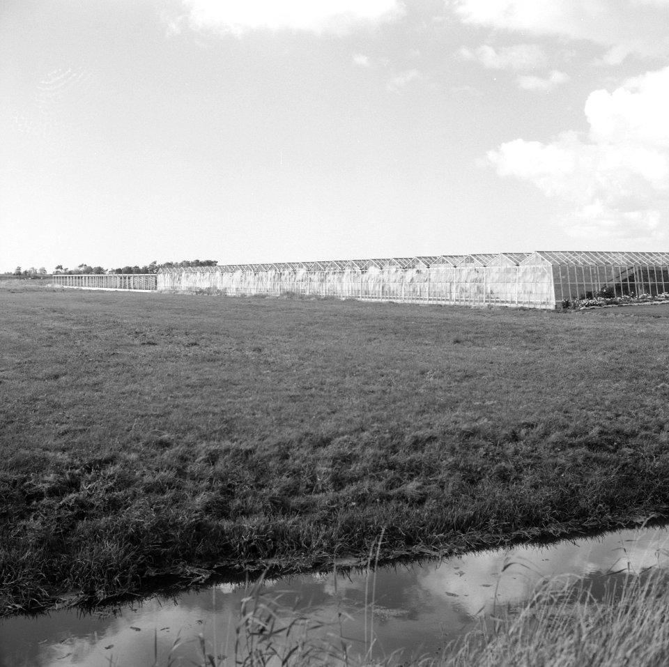 Gebouwen, stallen, schuren, kassenbedrijven, de heer geels, middenweg, Bestanddeelnr 165-0963