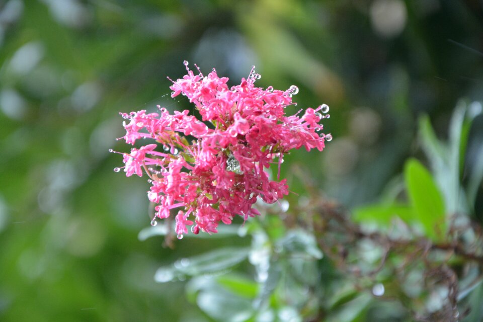 Pink flower pink flowers