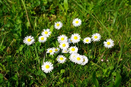 Bloom bellis philosophy multiannual daisy