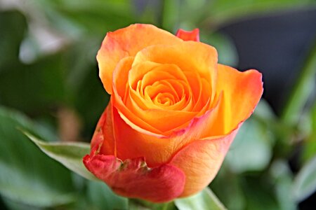 Orange flower rose blooms