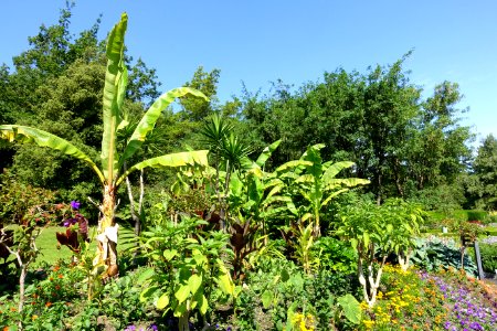 General view - VanDusen Botanical Garden - Vancouver, BC - DSC06773
