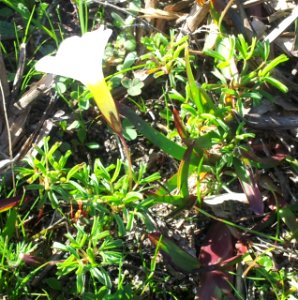 1 Carpet Sorrel Oxalis glabra - Kenwyn Nature Park Cape Town