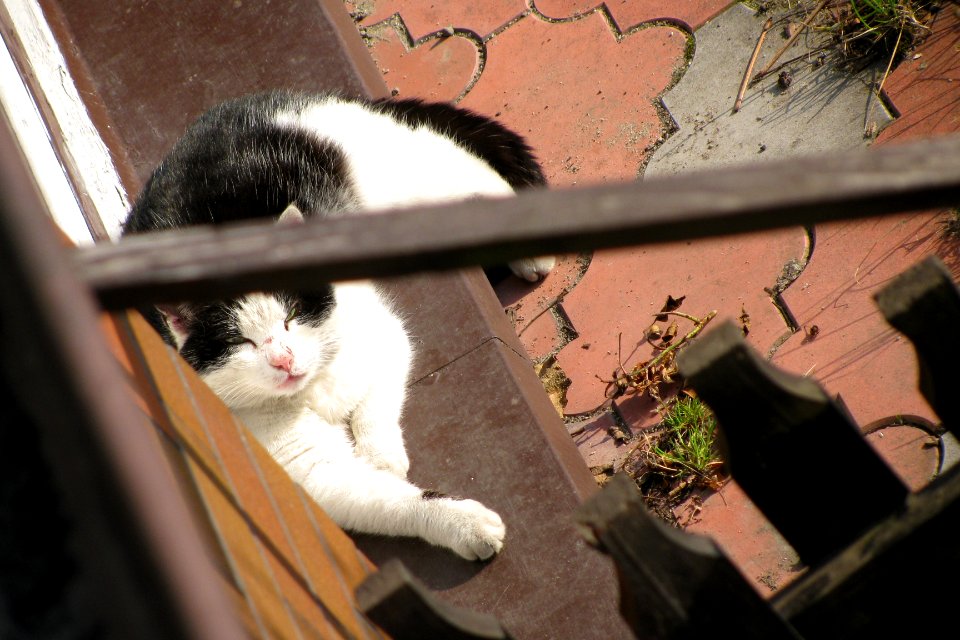 1 Black and white cat