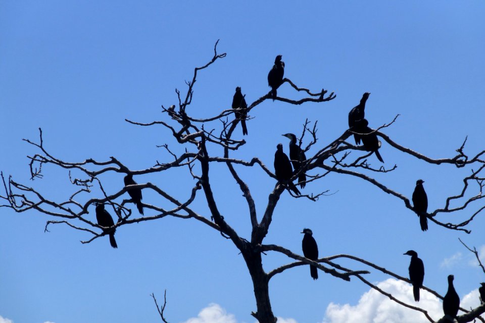 1 (7) Black Shag - Kormoran (Phalacrocorax carbo)