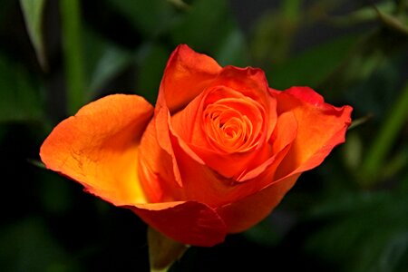 Orange flower rose blooms photo