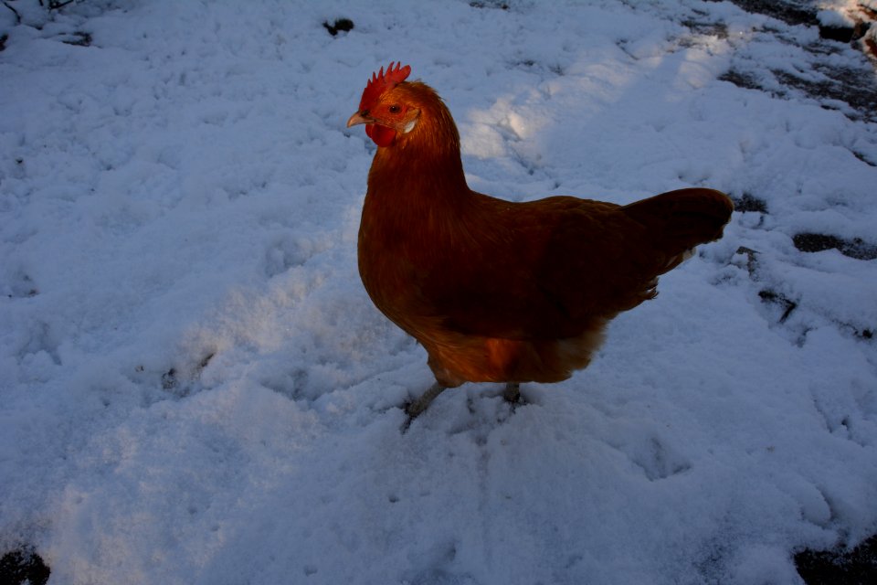 Gelbes Sachsenhuhn im Schnee (Henne)