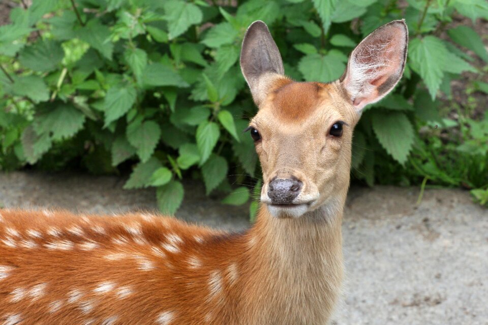 Forest nature red deer photo