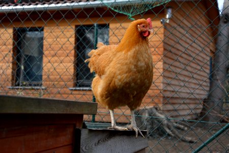 Gelbes Sachsenhuhn