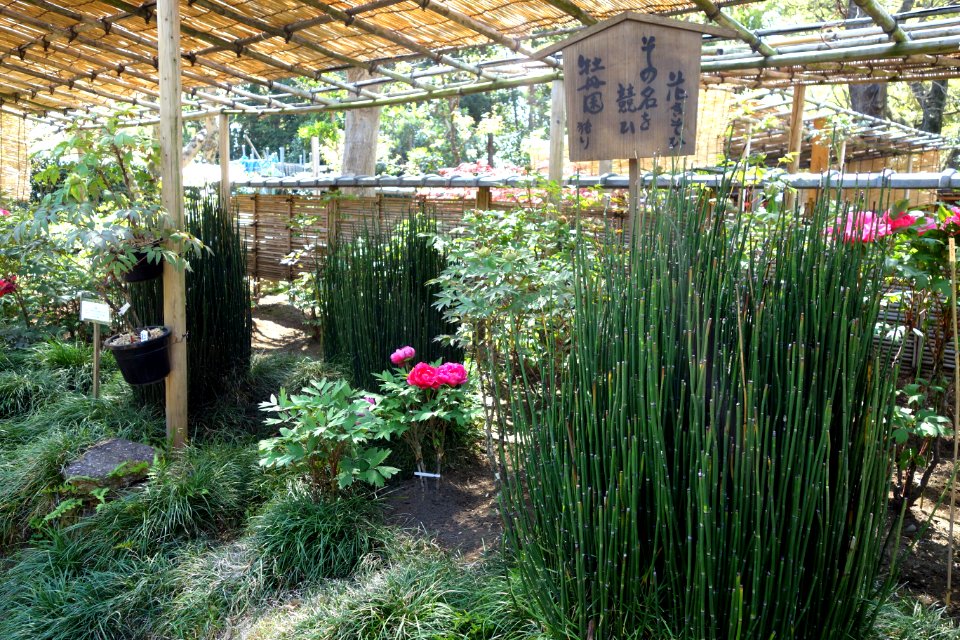 General view - Ueno Tōshō-gū Peony Garden - DSC01952