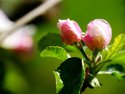 Gelber Edelapfel Freilichtmuseum Roscheider Hof Knospe H5