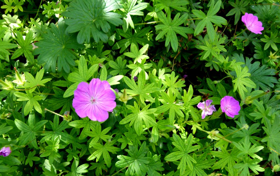 Geranium sanguineum Imvermers