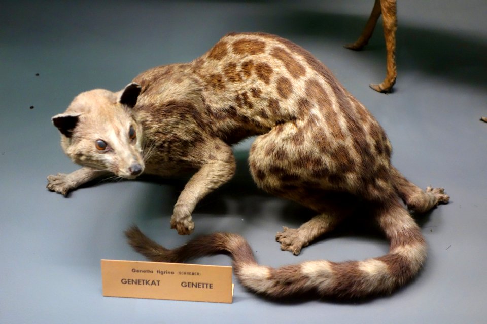 Genetta tigrina - Royal Museum for Central Africa - DSC06781