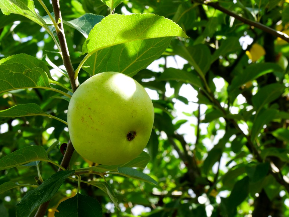 Gelber Edelapfel Freilichtmuseum Roscheider Hof Frucht H20