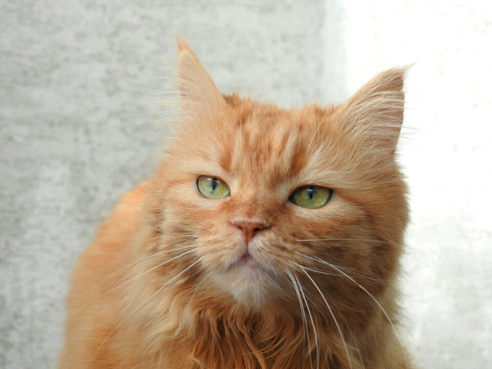 Cat red getiegert red cat