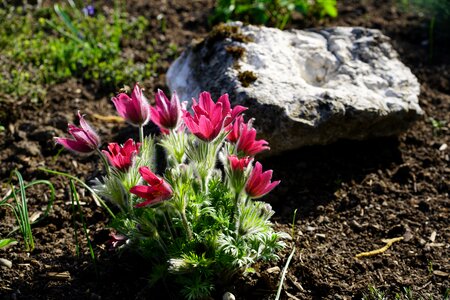 Stalk leaves pulsatilla vulgaris