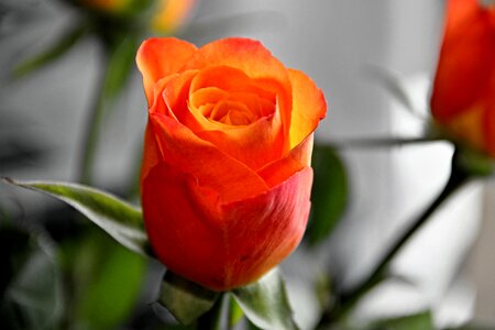 Orange flower rose blooms