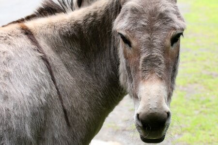 Rural beast of burden ears photo