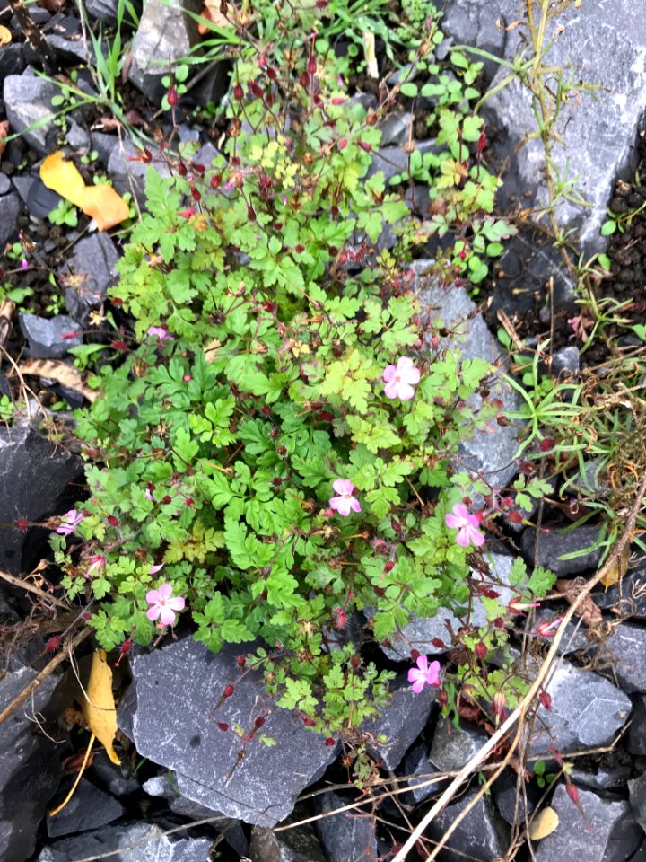Geranium robertianum 55076541