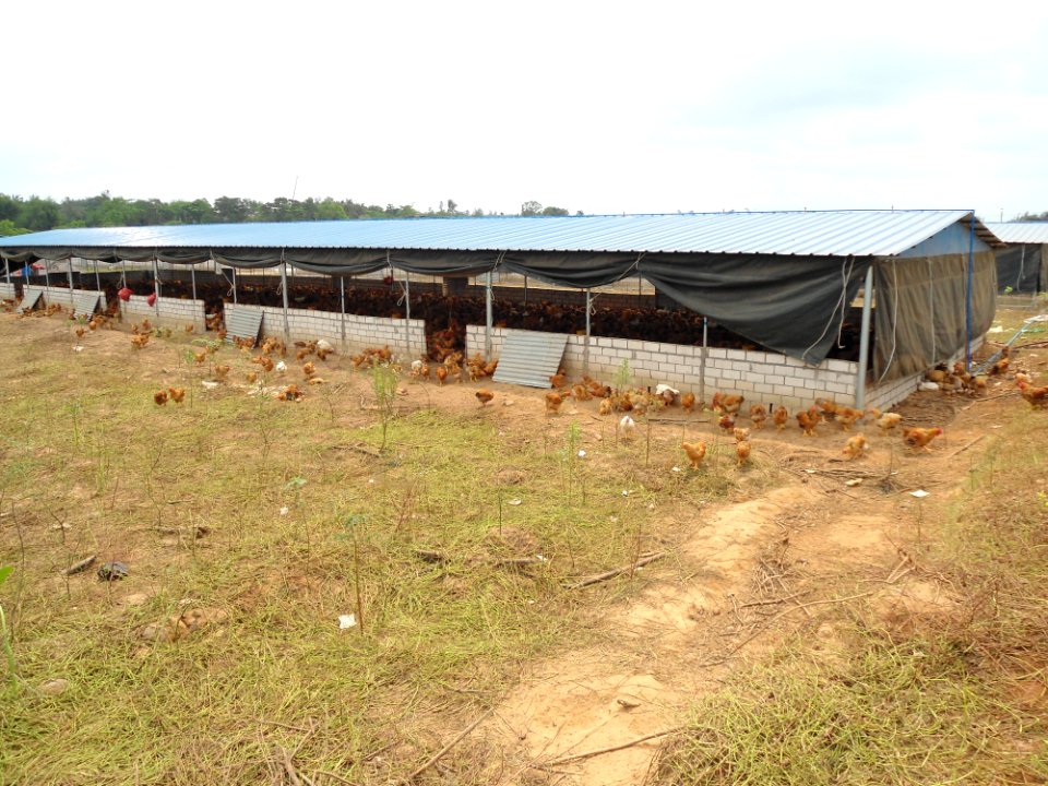 Free range chickens in Hainan, China - 03