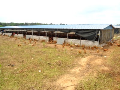 Free range chickens in Hainan, China - 03